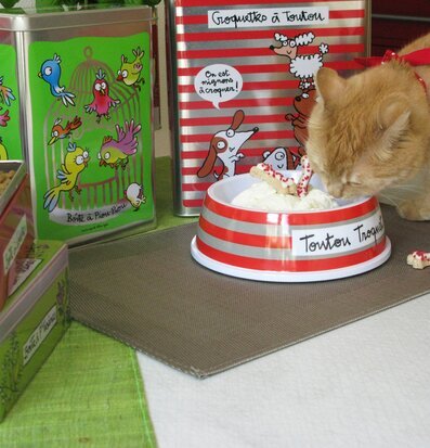 Bild: Katt och färgglada plåtburkar i harmonisk scen