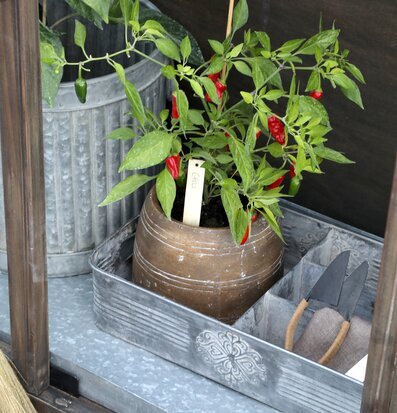 Foto av elegant zinkbricka med chiliplanta och verktyg