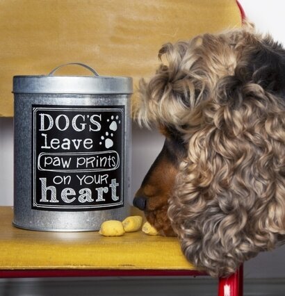Plåtburk Dogs Paw Print från Sass & Belle, sniffad av hund