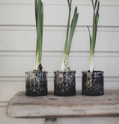 Bild av glasburkar med växter på sliten träbänk