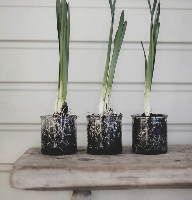 Bild av glasburkar med växter på sliten träbänk